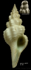 Fusinus meteoris Gofas, 2000Specimen from Hyères seamount , 31°30.0'N, 28°59.5'W, 310 m, 'Seamount 2' DW188 (actual size 53 mm)