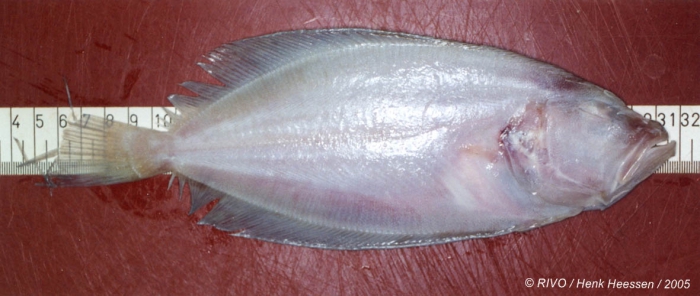 Lepidorhombus whiffiagonis (Walbaum, 1792) Lepidorhombus whiffiagonis (Walbaum, 1792)