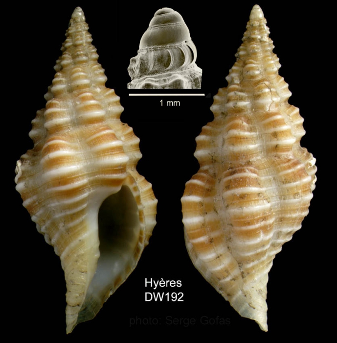 Latirus rugosissimus (Locard, 1897)Specimen from Hy�res seamount, 31�27.9'N,  28�59.1'W, 750 m,  'Seamount 2' DW192 (actual size 20 mm)