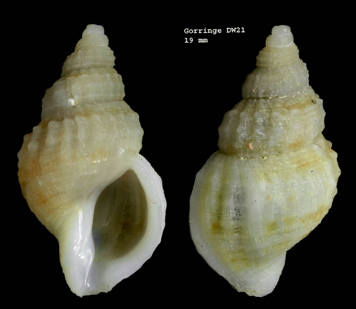 Buccinum oblitum Jeffreys in Sykes, 1911Shell from Gorringe seamount, 36º34.9'N, 11º28.4'W, 460-480 m, 'Seamount 1' DW21 (actual size 19 mm) Buccinum oblitum Jeffreys in Sykes, 1911Shell from Gorringe seamount, 36º34.9'N, 11º28.4'W, 460-480 m, 'Seamount 1' DW21 (actual size 19 mm)