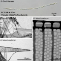 Chromista - Bacillariophyceae (diatoms)