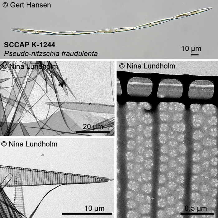 Pseudo-nitzschia fraudulenta Pseudo-nitzschia fraudulenta