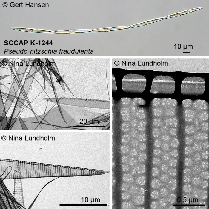 Pseudo-nitzschia fraudulenta