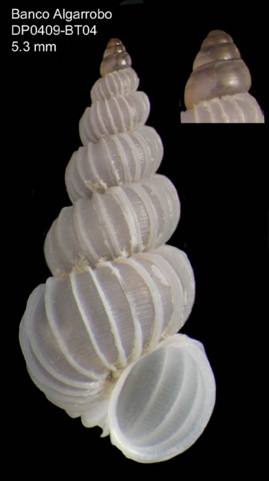 Epitonium algerianum (Weinkauff, 1866)Specimen from Djibouti Bank, Alboran Sea, 349-365 m (actual size 5.3 mm)