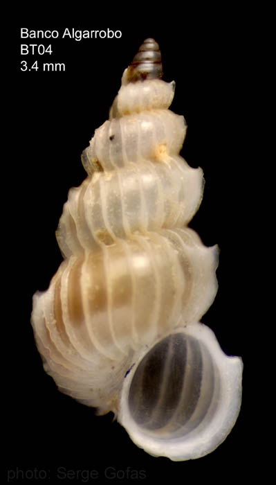 Epitonium hispidulum (Monterosato, 1874)Specimen from Djibouti Bank, Alboran Sea, 349-365 m (actual size 3.4 mm) Epitonium hispidulum (Monterosato, 1874)Specimen from Djibouti Bank, Alboran Sea, 349-365 m (actual size 3.4 mm)