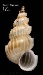 Epitonium hispidulum (Monterosato, 1874)Specimen from Djibouti Bank, Alboran Sea, 349-365 m (actual size 3.4 mm)