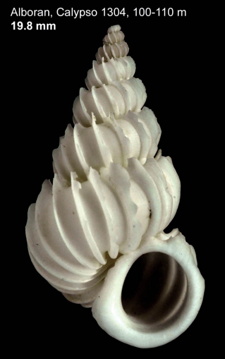 Epitonium celesti (Aradas, 1854)Shell from off Alboran island, 100-110 m (actual size 19.8 mm) Epitonium celesti (Aradas, 1854)Shell from off Alboran island, 100-110 m (actual size 19.8 mm)