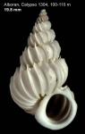 Epitonium celesti (Aradas, 1854)Shell from off Alboran island, 100-110 m (actual size 19.8 mm)