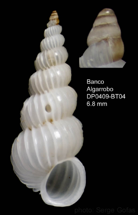 Epitonium clathratulum (Kanmacher, 1798)Shell from Djibouti Bank, Alboran Sea, 349-365 m (actual size 6.8 mm) Epitonium clathratulum (Kanmacher, 1798)Shell from Djibouti Bank, Alboran Sea, 349-365 m (actual size 6.8 mm)