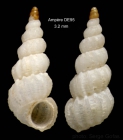 Opalia abbotti Clench & Turner, 1952Shell from Ampe seamount, 3504.6'N, 1255.3'W, 197-210 m,  'Seamount 1' DE95 (actual size 3.2 mm)
