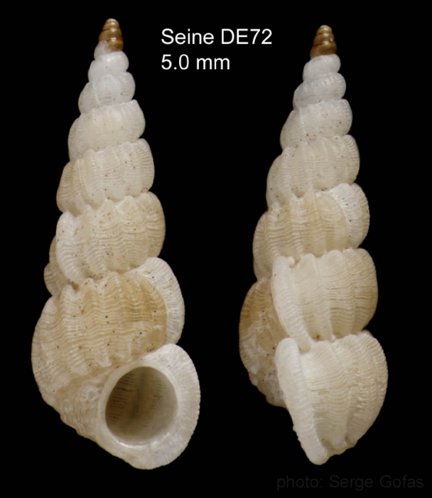 Punctiscala cerigottana (Sturany, 1896)Specimen from Seine seamount, 33°45.2'N, 14°21.0'W, 165 m, 'Seamount 1' DE72 (actual size 5.0 mm) Punctiscala cerigottana (Sturany, 1896)Specimen from Seine seamount, 33°45.2'N, 14°21.0'W, 165 m, 'Seamount 1' DE72 (actual size 5.0 mm)