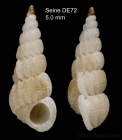 Punctiscala cerigottana (Sturany, 1896)Specimen from Seine seamount, 3345.2'N, 1421.0'W, 165 m, 'Seamount 1' DE72 (actual size 5.0 mm)