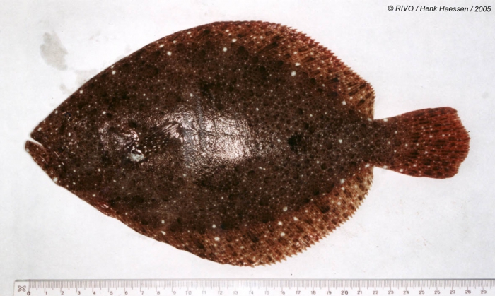 Scophthalmus rhombus (Linnaeus, 1758) Scophthalmus rhombus (Linnaeus, 1758)