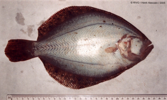 Scophthalmus rhombus (Linnaeus, 1758) Scophthalmus rhombus (Linnaeus, 1758)