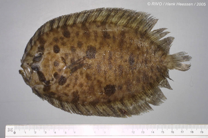 Zeugopterus punctatus (Bloch, 1787) Zeugopterus punctatus (Bloch, 1787)