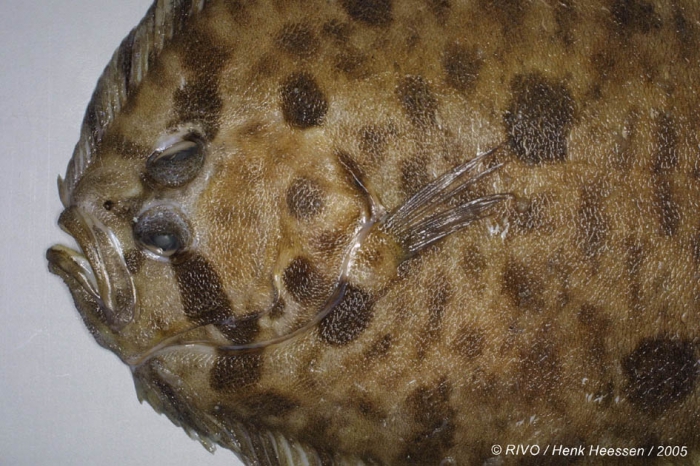 Zeugopterus punctatus (Bloch, 1787) Zeugopterus punctatus (Bloch, 1787)