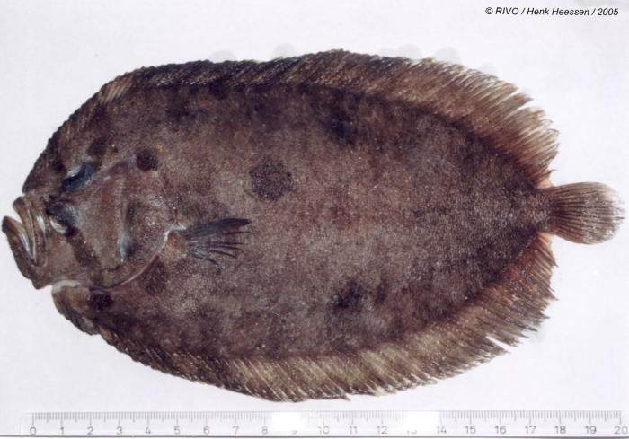 Zeugopterus punctatus (Bloch, 1787) Zeugopterus punctatus (Bloch, 1787)
