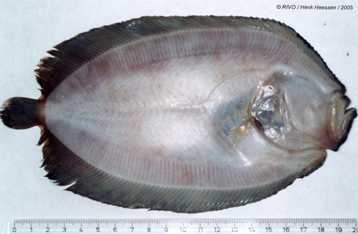 Zeugopterus punctatus (Bloch, 1787) Zeugopterus punctatus (Bloch, 1787)