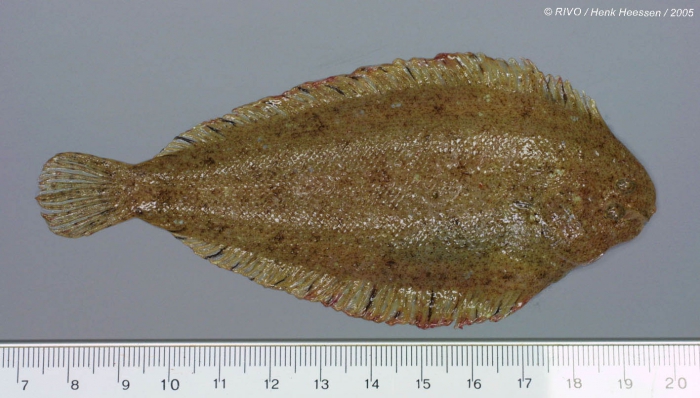 Buglossidium luteum (Risso, 1810) Buglossidium luteum (Risso, 1810)