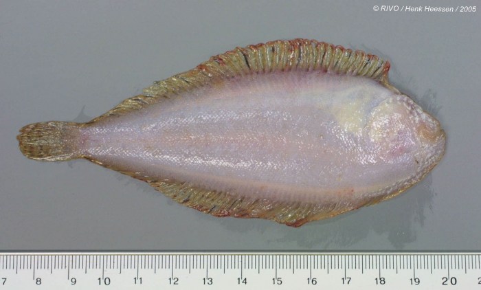 Buglossidium luteum (Risso, 1810) Buglossidium luteum (Risso, 1810)