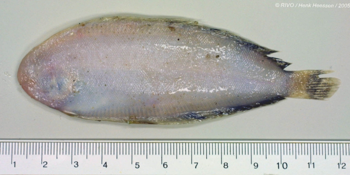 Microchirus (Microchirus) variegatus (Donovan, 1808) Microchirus (Microchirus) variegatus (Donovan, 1808)