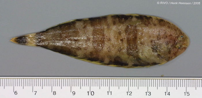 Microchirus (Microchirus) variegatus (Donovan, 1808)