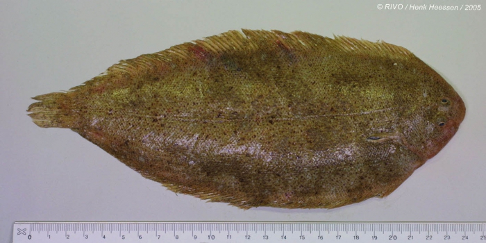 Pegusa lascaris (Risso, 1810) Pegusa lascaris (Risso, 1810)