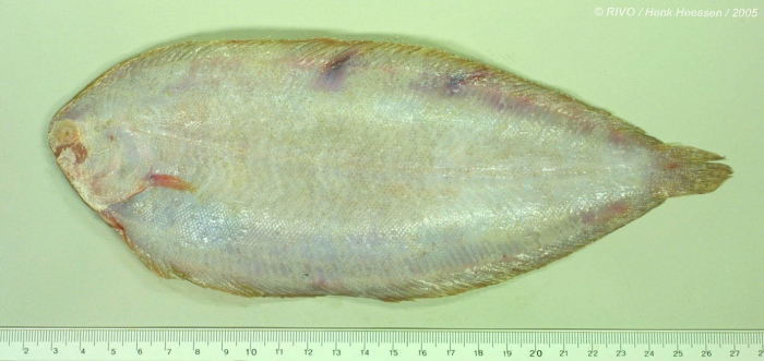 Pegusa lascaris (Risso, 1810) Pegusa lascaris (Risso, 1810)