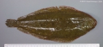 Solea solea (Linnaeus, 1758)