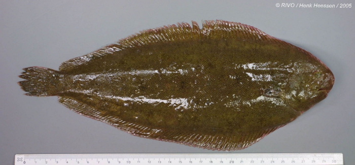 Solea solea (Linnaeus, 1758) Solea solea (Linnaeus, 1758)