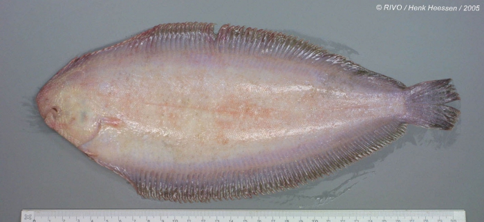 Solea solea (Linnaeus, 1758) Solea solea (Linnaeus, 1758)