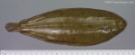 Solea solea (Linnaeus, 1758)