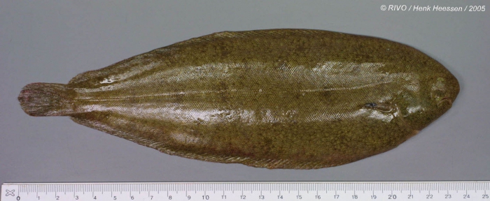 Solea solea (Linnaeus, 1758) Solea solea (Linnaeus, 1758)