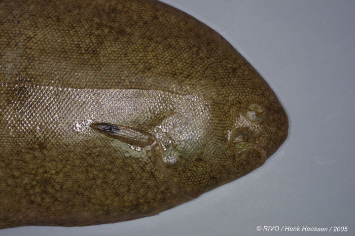 Solea solea (Linnaeus, 1758) Solea solea (Linnaeus, 1758)