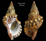 Charonia lampas(Linnaeus, 1758)Specimen trawled off Maga, Spain (height 220 mm)