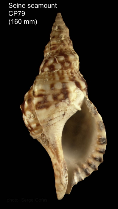 Charonia lampas(Linnaeus, 1758)Shell from Seine seamount , CP79, 3349'N, 1423'W, 242-260 m, 'Seamount 1' CP 79 (size 160 mm)