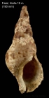 Charonia variegata(Lamarck, 1816)Shell from off Horta, Faial, Azores (size 190 mm)