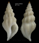 Amiantofusus amiantus (Dall, 1889)Specimen from Hyères seamount, 31°19.1'N  28°36.0'W , 1060 m, 'Seamount 2' DW200 (actual size 20.1 mm)