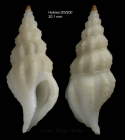Amiantofusus amiantus (Dall, 1889)Specimen from Hyes seamount, 3119.1'N  2836.0'W , 1060 m, 'Seamount 2' DW200 (actual size 20.1 mm)