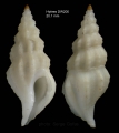 Mollusca (molluscs)