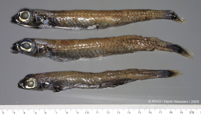 Argentinidae sp. Argentinidae sp.