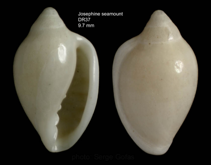 Marginella colomborum  (Bozzetti, 1995)Specimen from Josephine seamount, 36�42'N, 14�18'W, 255-270 m, 'Seamount 1' DW37, (height 9.7 mm)