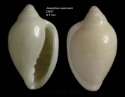 Marginella colomborum  (Bozzetti, 1995)Specimen from Josephine seamount, 3642'N, 1418'W, 255-270 m, 'Seamount 1' DW37, (height 9.7 mm)