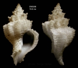 Babelomurex atlantidis Oliverio & Gofas, 2006Holotype from Atlantis seamount, 3359.8'N, 3012.1'W, 420 m, 'Seamount 2' DW258 (actual size 15.5 mm)