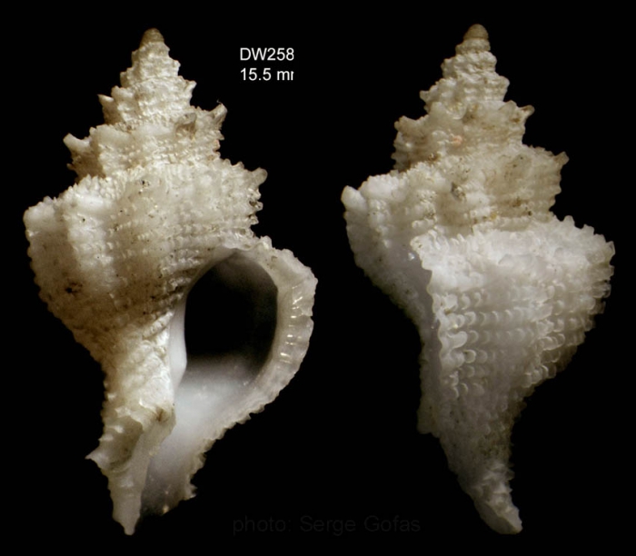 Babelomurex atlantidis Oliverio & Gofas, 2006Holotype from Atlantis seamount, 33�59.8'N, 30�12.1'W, 420 m, 'Seamount 2' DW258 (actual size 15.5 mm)