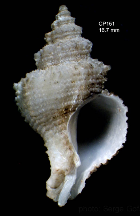 Babelomurex atlantidis Oliverio & Gofas, 2006Specimen from Great Meteor seamount, 30�11.9'N, 28�24.6'W, 585 m, 'Seamount 2' CP151 (actual size 16.7 mm)