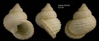 Danilia affinis (Dautzenberg & Fischer H., 1896)Specimen from Hyres seamount, 3129.9'N, 2900.0'W, 750m,  'Seamount 2' DW190 (actual size 8.2 mm)