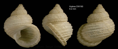 Danilia affinis (Dautzenberg & Fischer H., 1896)Specimen from Hyères seamount, 31°29.9'N, 29°00.0'W, 750m,  'Seamount 2' DW190 (actual size 8.2 mm)