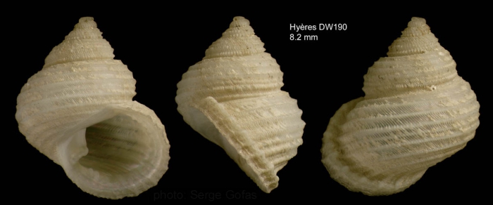 Danilia affinis (Dautzenberg & Fischer H., 1896)Specimen from Hyères seamount, 31°29.9'N, 29°00.0'W, 750m,  'Seamount 2' DW190 (actual size 8.2 mm)