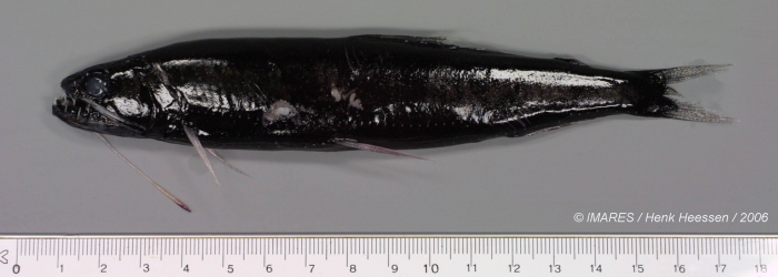 Stomiidae sp. Stomiidae sp.